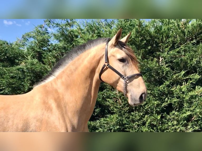 PRE Mix Mare 9 years 16 hh Bay in Madrid