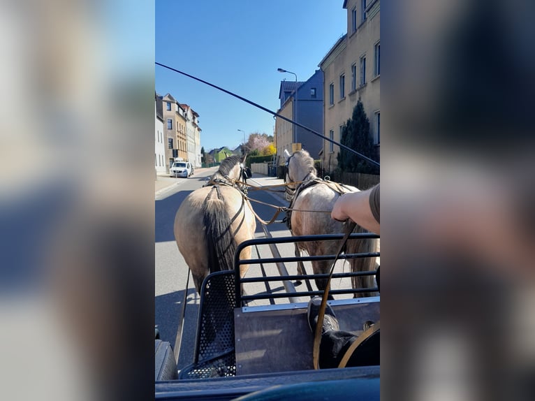 PRE Mix Mare 9 years 16 hh Buckskin in Lichtenstein/Sachsen PRE Mix Mare 9 years 16 hh Buckskin in Lichtenstein/Sachsen