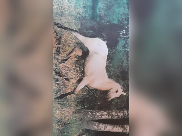 PRE Mix Mare 9 years 16 hh Buckskin in Lichtenstein/Sachsen PRE Mix Mare 9 years 16 hh Buckskin in Lichtenstein/Sachsen