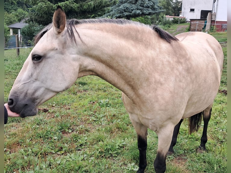PRE Mix Mare 9 years 16 hh Buckskin in Lichtenstein/Sachsen PRE Mix Mare 9 years 16 hh Buckskin in Lichtenstein/Sachsen
