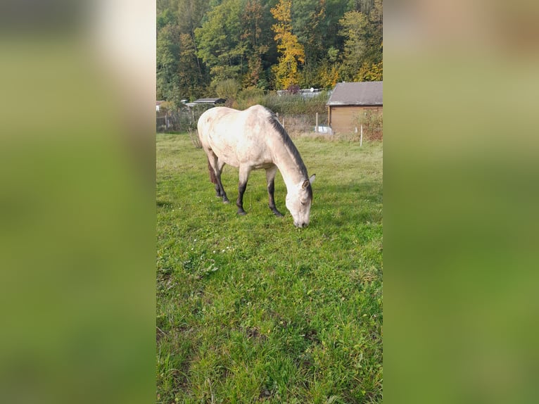 PRE Mix Mare 9 years 16 hh Buckskin in Lichtenstein/Sachsen PRE Mix Mare 9 years 16 hh Buckskin in Lichtenstein/Sachsen