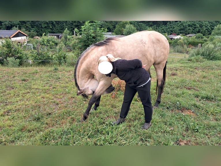 PRE Mix Mare 9 years 16 hh Buckskin in Lichtenstein/Sachsen PRE Mix Mare 9 years 16 hh Buckskin in Lichtenstein/Sachsen