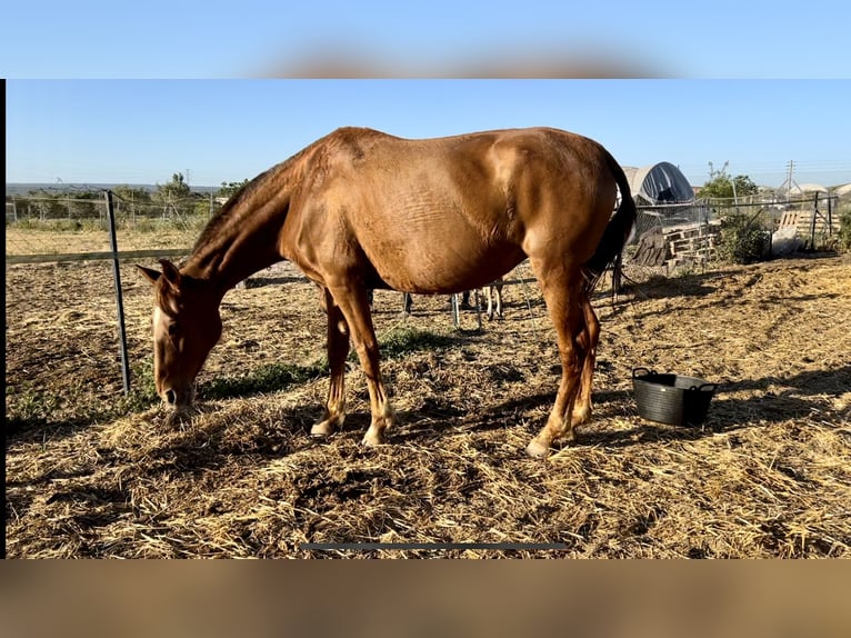 PRE Mix Mare 9 years 16 hh Chestnut-Red in LeonLeon