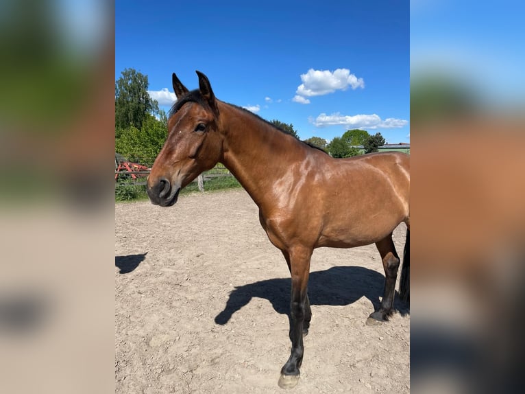 PRE Mix Mare 9 years 16 hh Dun in Stadthagen