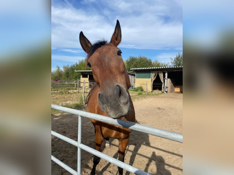 PRE Mix Mare 9 years 16 hh Dun in Stadthagen