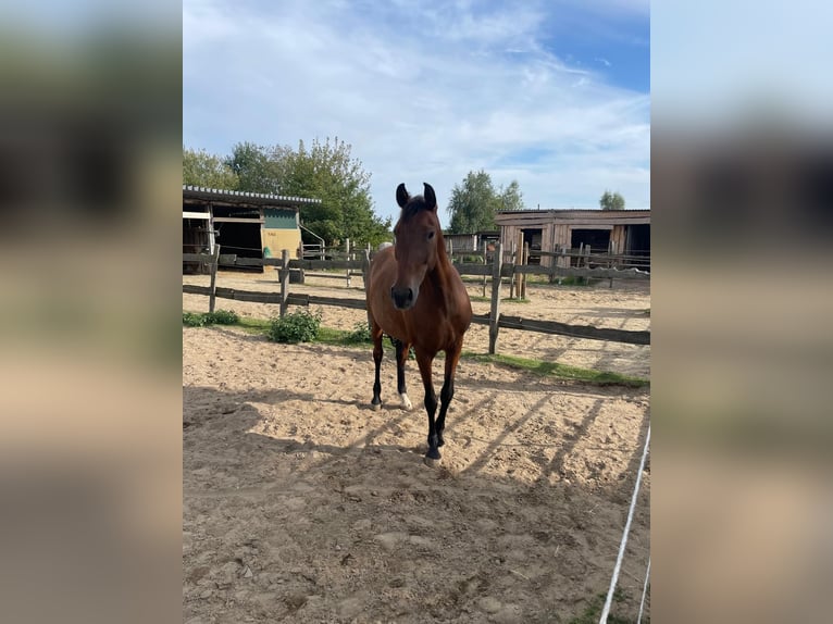 PRE Mix Mare 9 years 16 hh Dun in Stadthagen