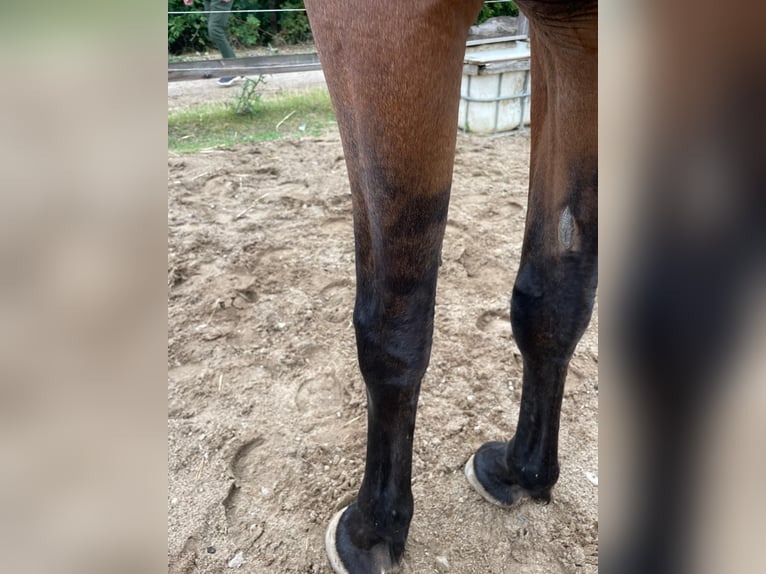 PRE Mix Mare 9 years 16 hh Dun in Stadthagen