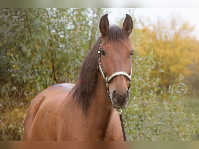 PRE Mix Mare 9 years 16 hh in Stadthagen