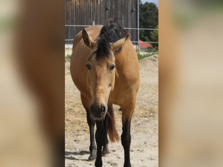 PRE Mix Mare 9 years 16,1 hh Buckskin in Zolling