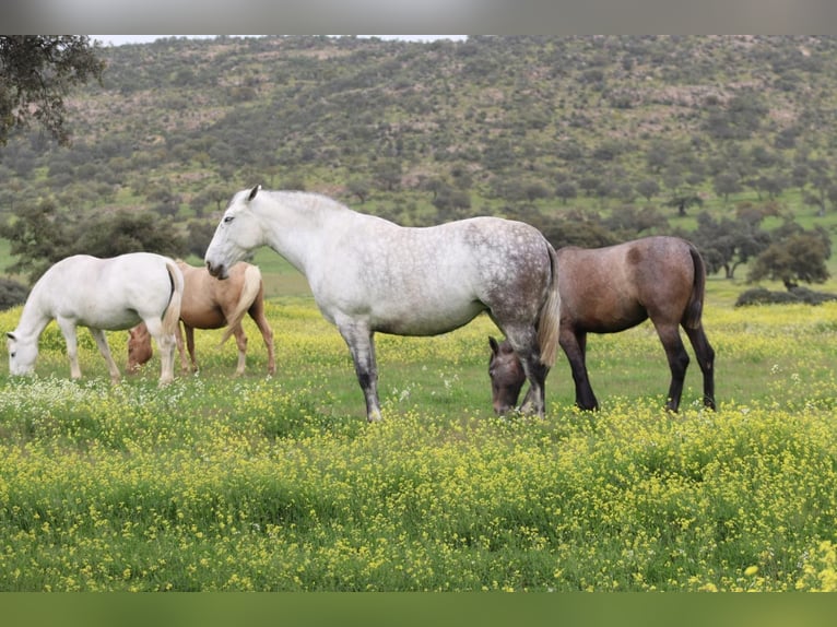 PRE Mare 9 years 16,3 hh Grey in Fuente Obejuna