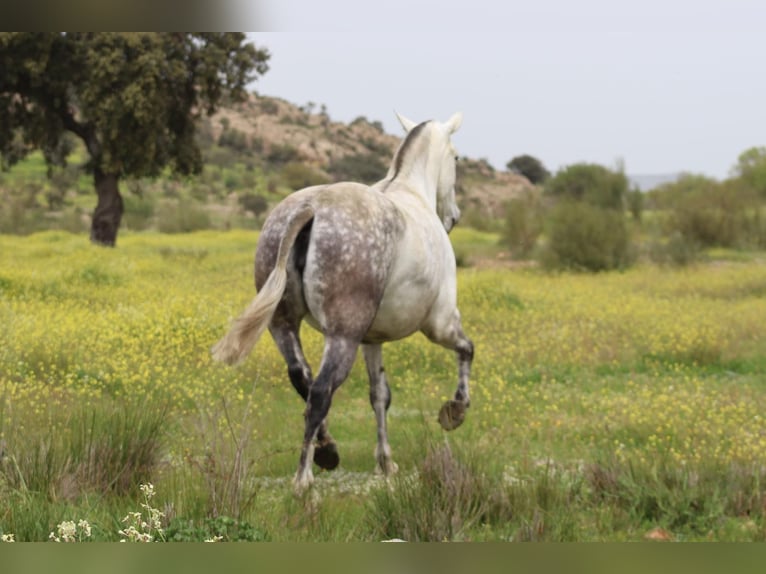 PRE Mare 9 years 16,3 hh Grey in Fuente Obejuna