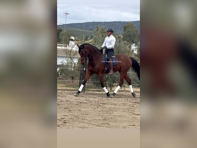 PRE Mix Mare 9 years 17.2 hh Brown in Sevilla