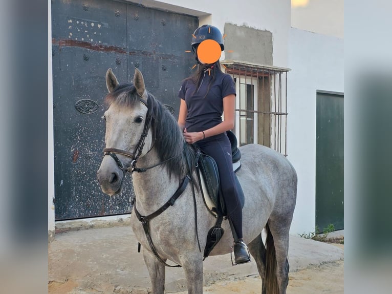 PRE Mare 9 years Grey-Fleabitten in Nastätten