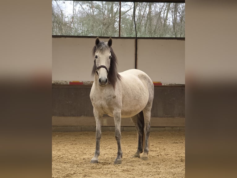 PRE Mare 9 years Grey-Fleabitten in Nastätten