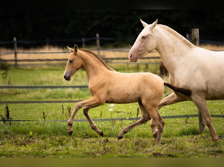 PRE Mare Foal (04/2025) 10,1 hh Pearl in Le Coudray-sur-Thelle