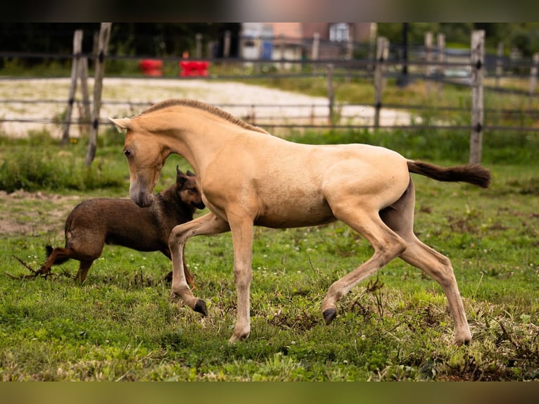 PRE Mare Foal (04/2025) 10,1 hh Pearl in Le Coudray-sur-Thelle
