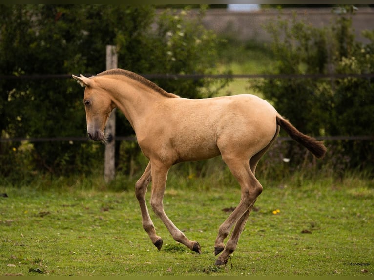 PRE Mare Foal (04/2025) 10,1 hh Pearl in Le Coudray-sur-Thelle