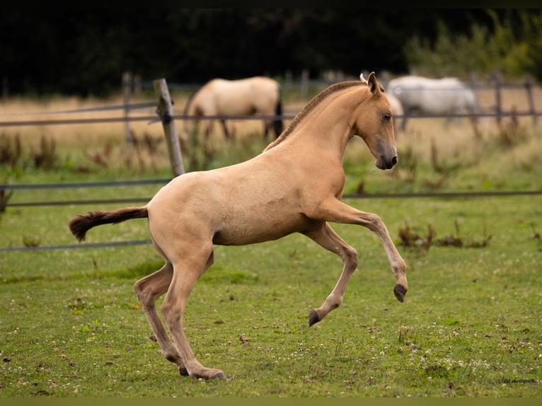 PRE Mare Foal (04/2025) 10,1 hh Pearl in Le Coudray-sur-Thelle