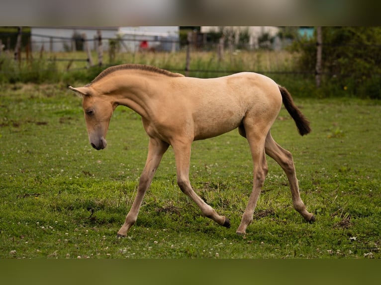 PRE Mare Foal (04/2025) 10,1 hh Pearl in Le Coudray-sur-Thelle