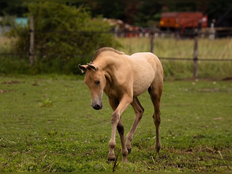 PRE Mare Foal (04/2025) 10,1 hh Pearl in Le Coudray-sur-Thelle