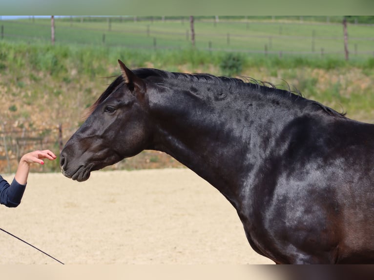 PRE Mare Foal (04/2025) 10,1 hh Pearl in Le Coudray-sur-Thelle