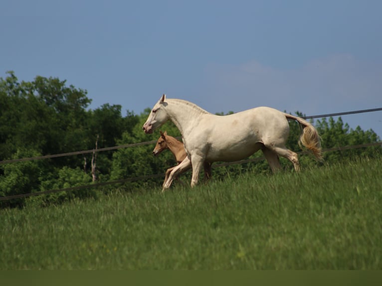 PRE Mare Foal (04/2025) 10,1 hh Pearl in Le Coudray-sur-Thelle