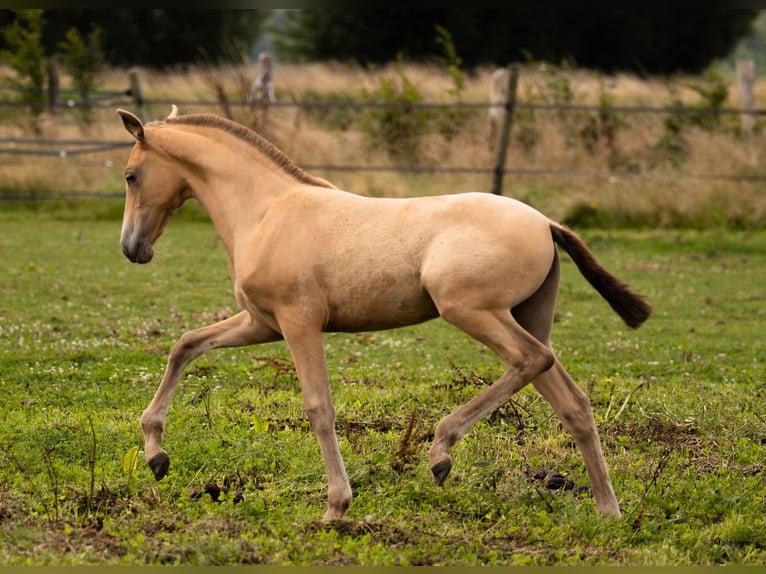 PRE Mare Foal (04/2025) 10,1 hh Pearl in Le Coudray-sur-Thelle
