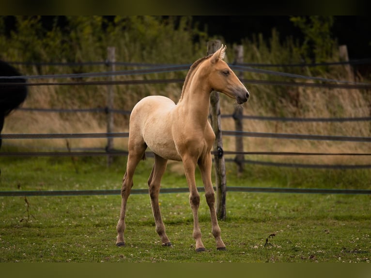PRE Mare Foal (04/2025) 10,1 hh Pearl in Le Coudray-sur-Thelle