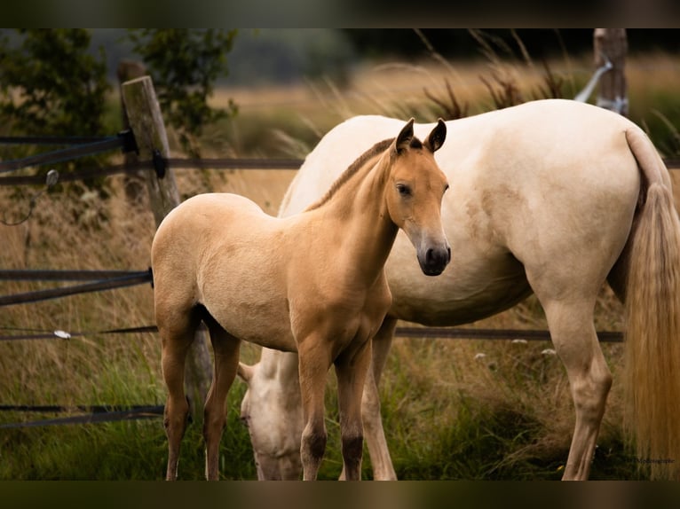 PRE Mare Foal (04/2025) 10,1 hh Pearl in Le Coudray-sur-Thelle