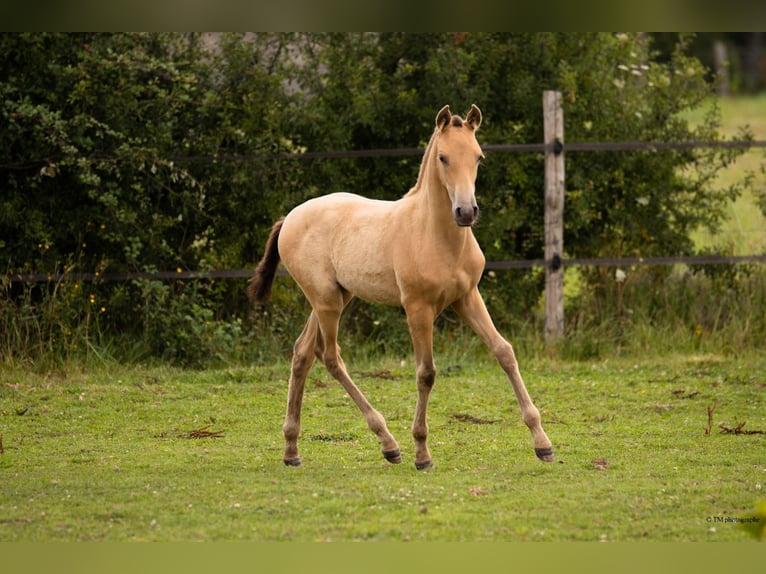 PRE Mare Foal (04/2025) 10,1 hh Pearl in Le Coudray-sur-Thelle