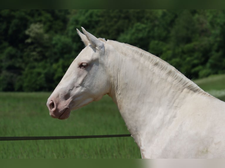 PRE Mare Foal (04/2025) 10,1 hh Pearl in Le Coudray-sur-Thelle