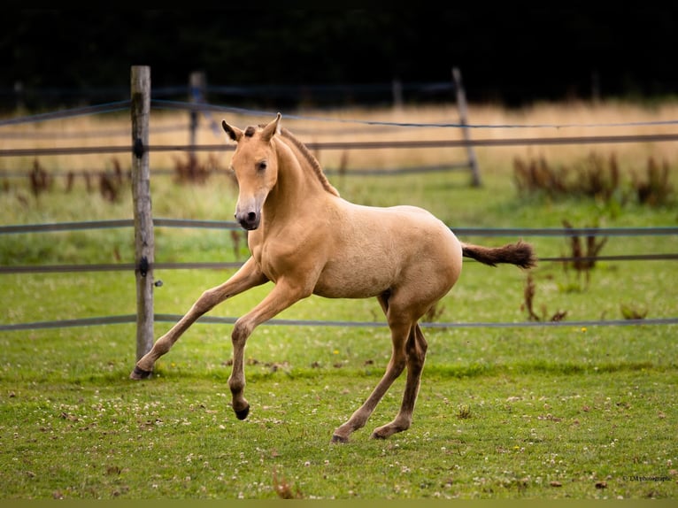 PRE Mare Foal (04/2025) 10,1 hh Pearl in Le Coudray-sur-Thelle