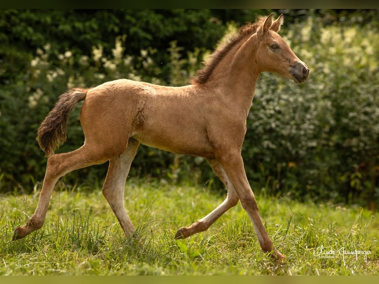 PRE Mare Foal (01/2024) 11,2 hh Buckskin in Feuchtwangen