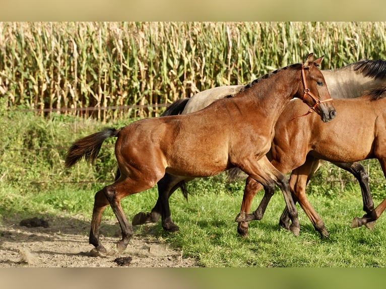 PRE Mare Foal (04/2023) 12,2 hh Bay in HEUVELLAND