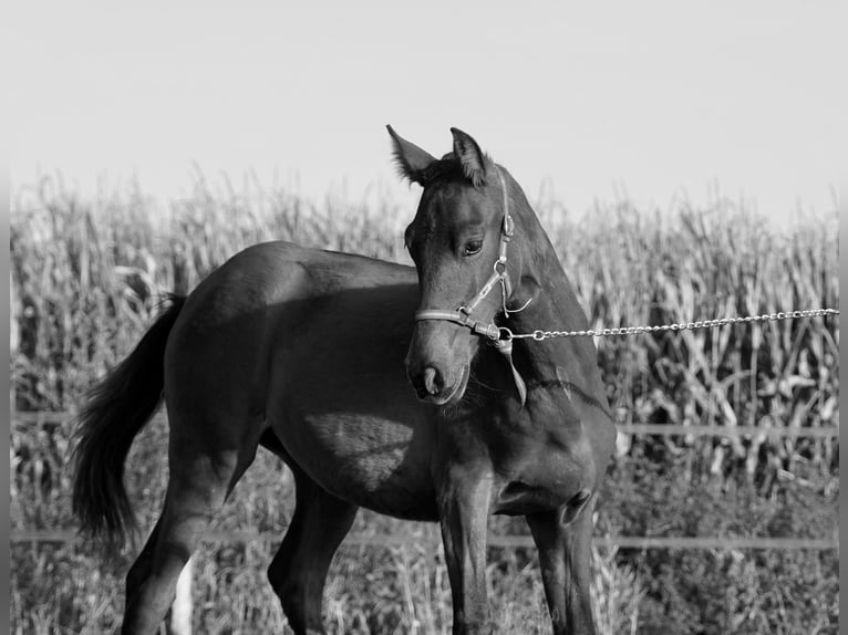 PRE Mare Foal (04/2023) 12,2 hh Bay in HEUVELLAND