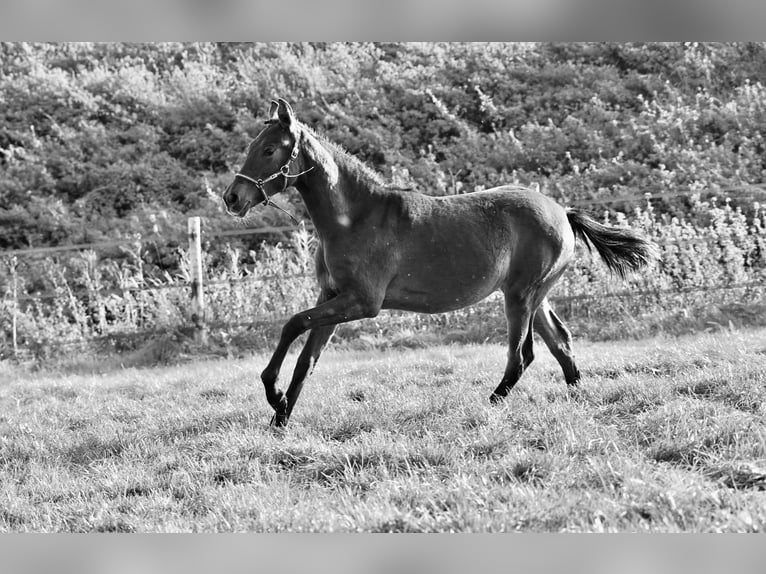 PRE Mare Foal (04/2023) 12,2 hh Bay in HEUVELLAND