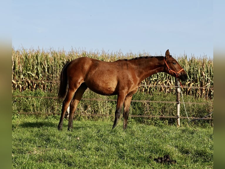 PRE Mare Foal (04/2023) 12,2 hh Bay in HEUVELLAND