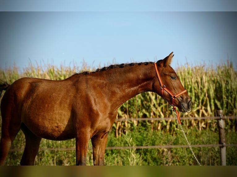 PRE Mare Foal (04/2023) 12,2 hh Bay in HEUVELLAND