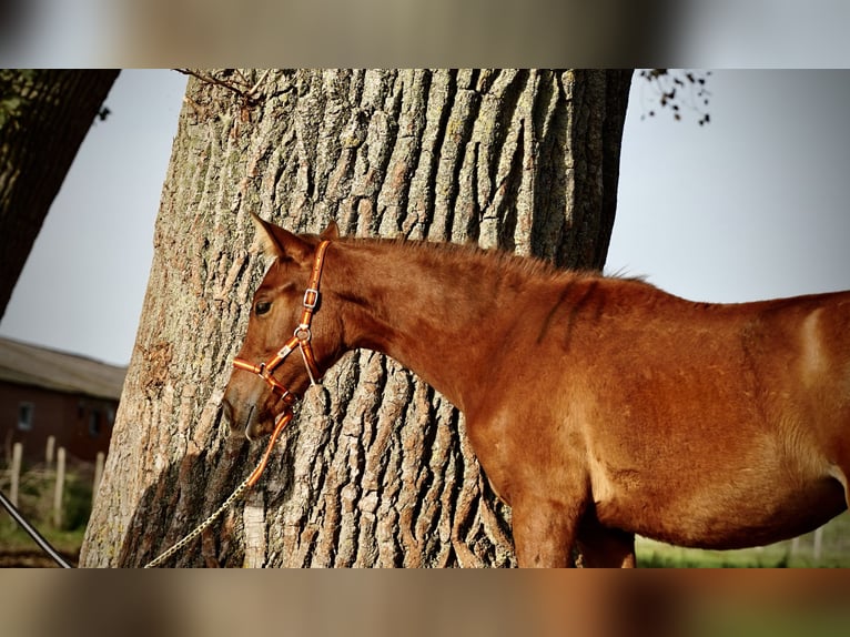 PRE Mare Foal (04/2023) 12,2 hh Bay in HEUVELLAND