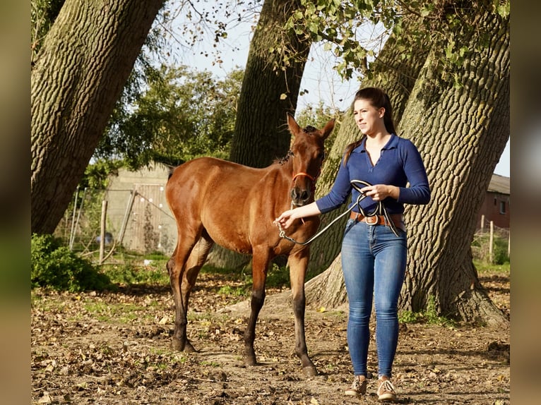 PRE Mare Foal (04/2023) 12,2 hh Bay in HEUVELLAND