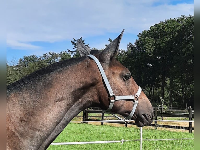 PRE Mare  13,2 hh Gray in Sint-Oedenrode