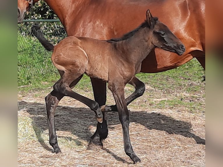 PRE Mare  13,2 hh Gray in Sint-Oedenrode