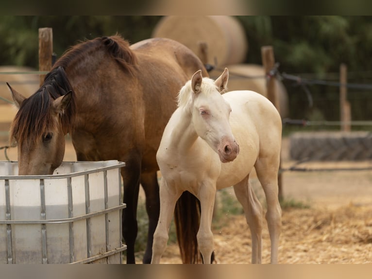 PRE Mare  13,1 hh Cremello in Empuriabrava