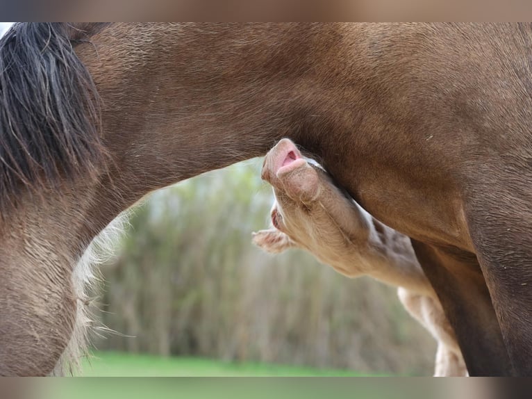 PRE Mare  13,1 hh Cremello in Empuriabrava