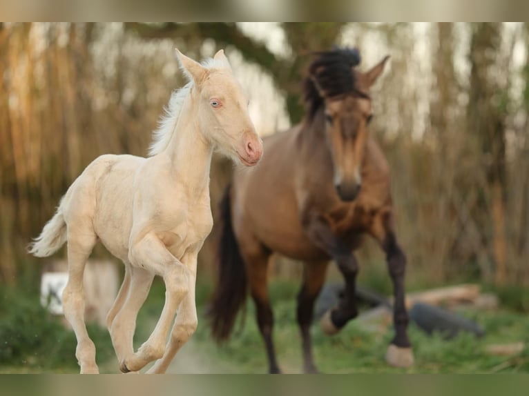 PRE Mare  13,1 hh Cremello in Empuriabrava