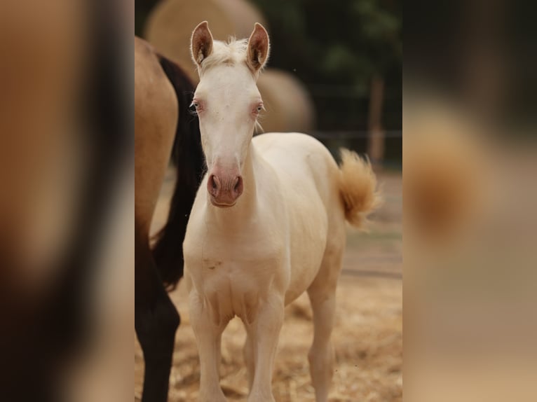 PRE Mare  13,1 hh Cremello in Empuriabrava