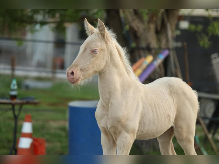 PRE Mare  13,1 hh Cremello in Empuriabrava
