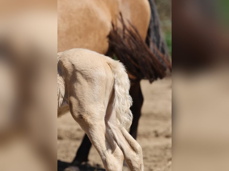 PRE Mare  13,1 hh Cremello in Empuriabrava