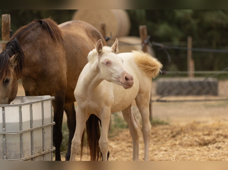 PRE Mare  13,1 hh Cremello in Empuriabrava