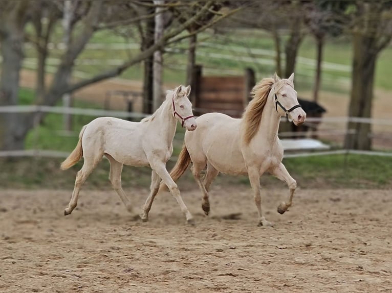 PRE Mare Foal (05/2025) 13,1 hh Perlino in Visz